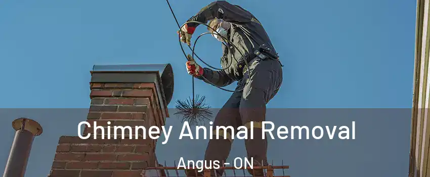  Chimney Animal Removal Angus - ON