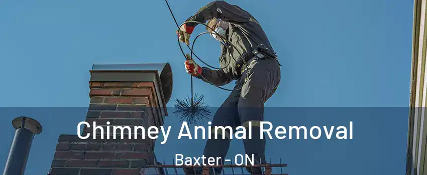  Chimney Animal Removal Baxter - ON