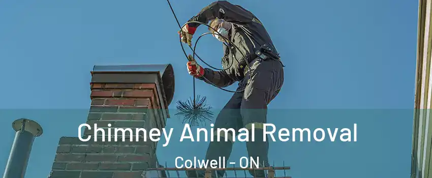  Chimney Animal Removal Colwell - ON