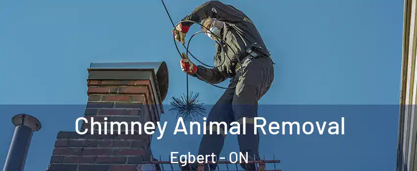  Chimney Animal Removal Egbert - ON