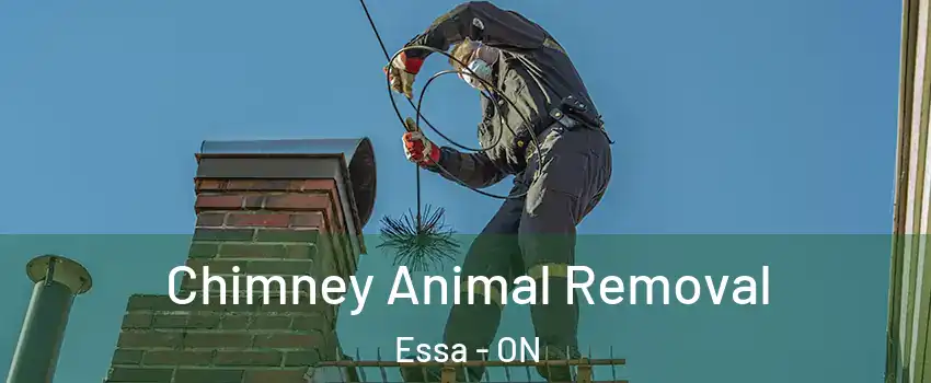  Chimney Animal Removal Essa - ON