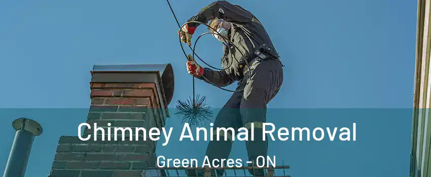  Chimney Animal Removal Green Acres - ON