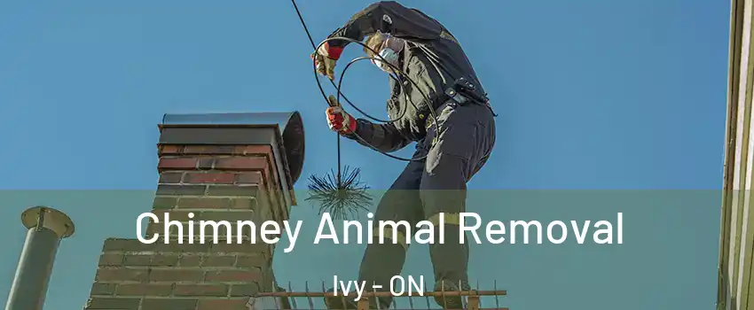  Chimney Animal Removal Ivy - ON