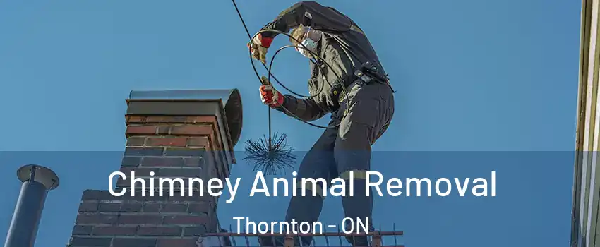  Chimney Animal Removal Thornton - ON