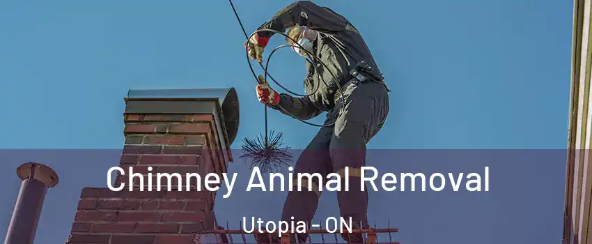 Chimney Animal Removal Utopia - ON